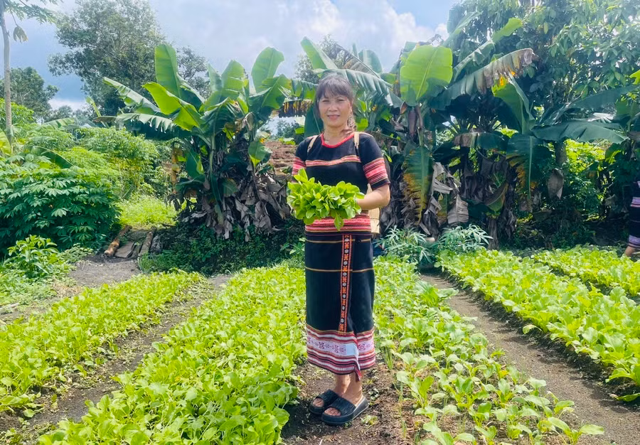 Hiện nay, ngoài có rau để ăn, bà Rơ Châm Seng còn có dư rau để bán nên cũng có thu nhập để cải thiện cuộc sống. Ảnh: Nhật Hào