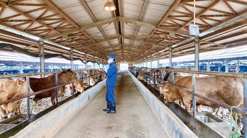 UBND tỉnh yêu cầu UBND các huyện thường xuyên rà soát, nắm tình hình và có biện pháp phòng chống dịch bệnh động vật khi có dịch bệnh xảy ra. Ảnh: Nhật Hào