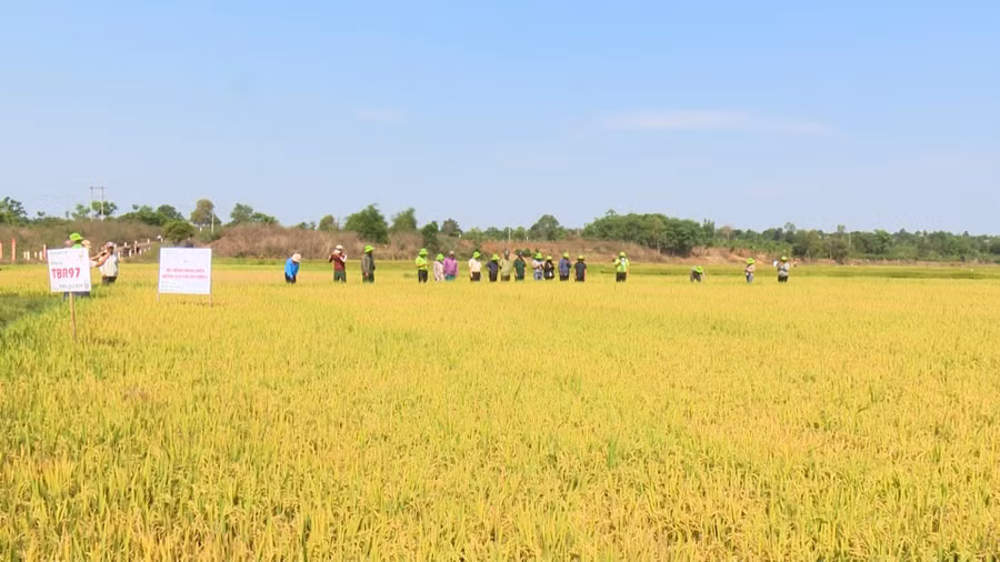 Nông dân tham quan mô hình giống lúa chất lượng cao TBR97. Ảnh: Nhật Hào