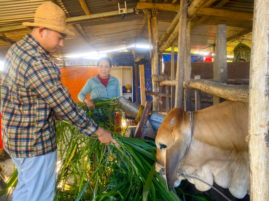 Anh Từ Tấn Ngọc chăm chỉ giúp đỡ việc chăm sóc bò cho mẹ đỡ vất vả. Ảnh: Ngọc Minh