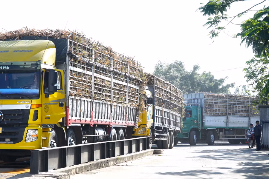 Niên vụ mía 2023-2024, Nhà máy Đường An Khê thu mua được 1.970.000 tấn mía, cao hơn vụ trước 270.000 tấn mía. Ảnh: Ngọc Minh