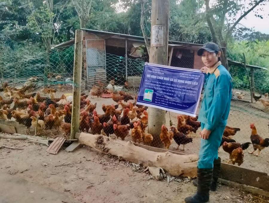 Gia đình chị Lê Thị Hương (tổ dân phố 1, thị trấn Kbang) phấn khởi khi mô hình sử dụng nguồn thức ăn có dược liệu trong chăn nuôi cho hiệu quả cao. Ảnh: M.K