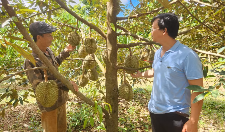 Vườn sầu riêng của thành viên HTX Nông nghiệp hữu cơ Đại Ngàn (xã Ia Blứ, huyện Chư Pưh) được canh tác theo tiêu chuẩn VietGAP. Ảnh: N.S Vườn sầu riêng của thành viên HTX Nông nghiệp hữu cơ Đại Ngàn (xã Ia Blứ, huyện Chư Pưh) được canh tác theo tiêu chuẩn VietGAP. Ảnh: N.S