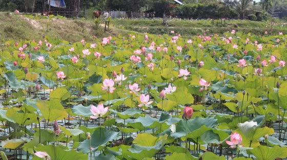Giữa cái nắng chói chang ngày hè, sen Trà Lý nở rộ tạo nên một khung cảnh thơ mộng khiến ai cũng suýt xoa