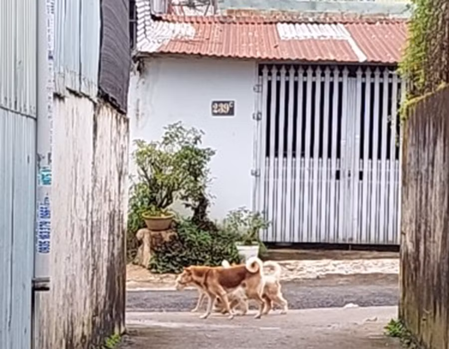Chó thả rông không người trông giữ. Ảnh: N.D Chó thả rông không người trông giữ. Ảnh: N.D