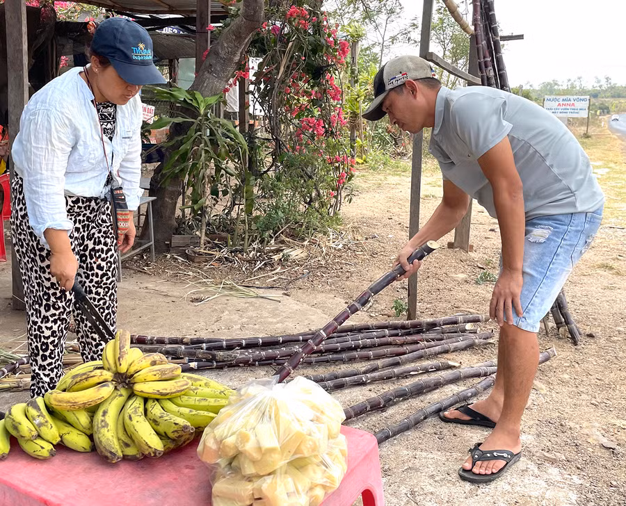 Mía được người dân chặt khúc nhỏ bán với giá 10-20 ngàn đồng/túi. Ảnh: L.G Mía được người dân chặt khúc nhỏ bán với giá 10-20 ngàn đồng/túi. Ảnh: L.G