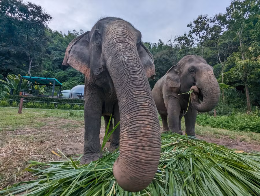 Những chú voi thưởng thức bữa tối tại Khu nghỉ dưỡng và Trại voi Tam giác vàng Anantara gần Chiang Rai, Thái Lan Những chú voi thưởng thức bữa tối tại Khu nghỉ dưỡng và Trại voi Tam giác vàng Anantara gần Chiang Rai, Thái Lan