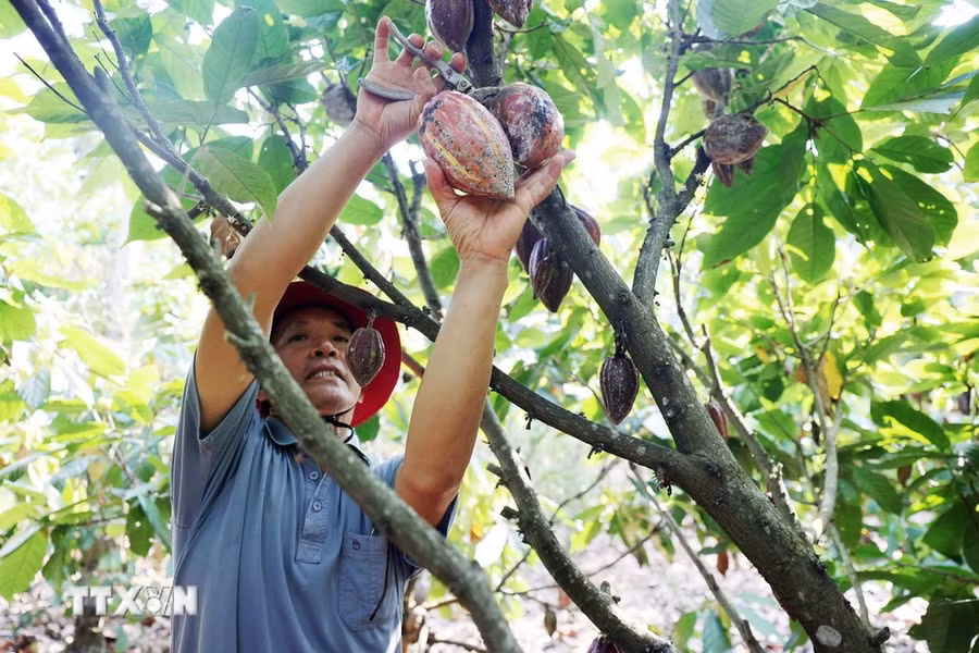 Ông Nguyễn Văn Dũng, xã Ea Na, huyện Krông Ana, tỉnh Đắk Lắk, thu hoạch cacao ở vườn của gia đình. (Ảnh: Hoài Thu/TTXVN) Ông Nguyễn Văn Dũng, xã Ea Na, huyện Krông Ana, tỉnh Đắk Lắk, thu hoạch cacao ở vườn của gia đình. (Ảnh: Hoài Thu/TTXVN)