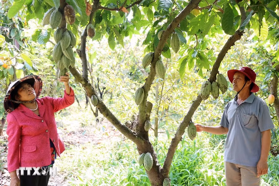 Cán bộ Hợp tác xã nông nghiệp sản xuất cacao hạt Tân Thành, tỉnh Đắk Lắk cùng thành viên đánh giá tiềm năng phát triển của cây ca cao. (Ảnh: Hoài Thu/TTXVN) Cán bộ Hợp tác xã nông nghiệp sản xuất cacao hạt Tân Thành, tỉnh Đắk Lắk cùng thành viên đánh giá tiềm năng phát triển của cây ca cao. (Ảnh: Hoài Thu/TTXVN)
