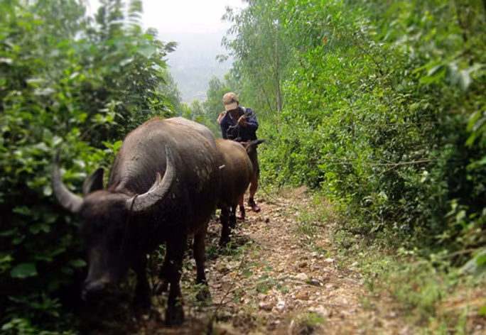 Ông Chu Đức Thanh đang “gửi” đàn trâu trên dãy Hoành Sơn
