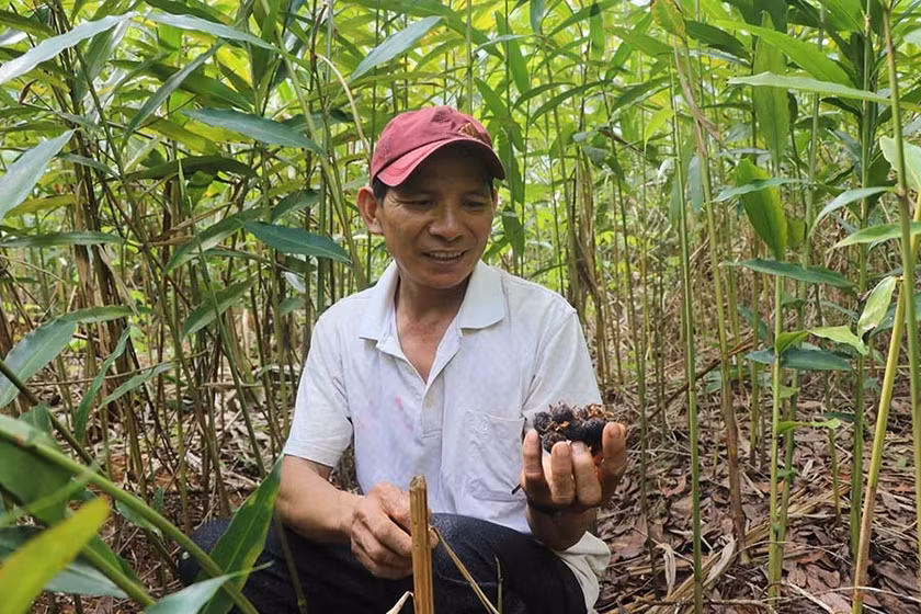 Người dân Kbang phát triển kinh tế nhờ trồng dược liệu. Ảnh: Ngọc Minh