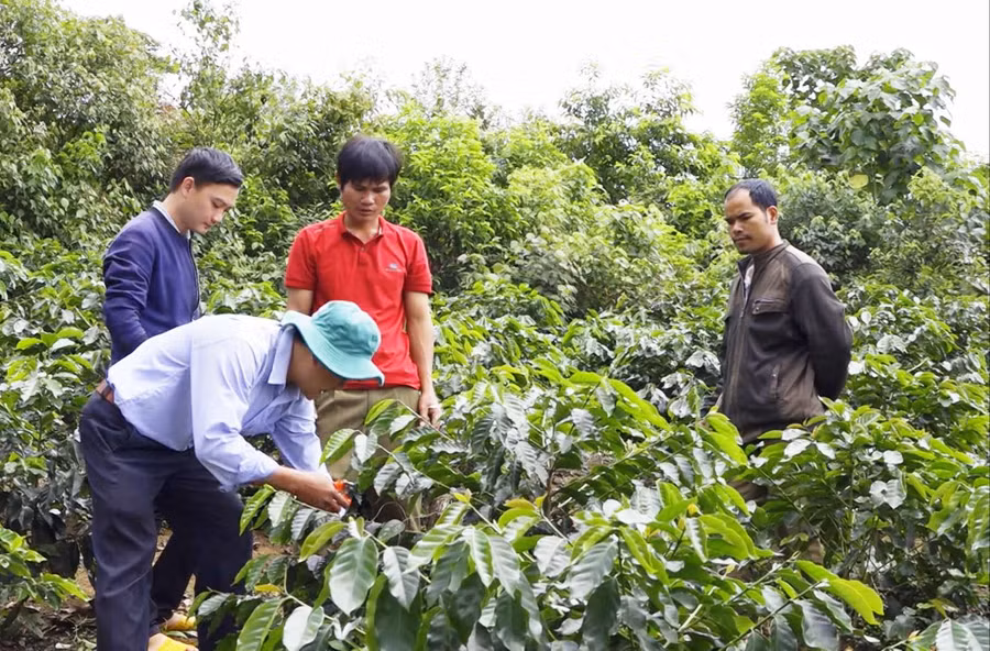 Hướng dẫn người dân kỹ thuật chăm sóc cà phê. Ảnh: H.L