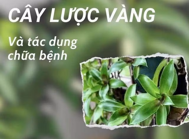 Cây lược vàng có các hoạt chất giúp tăng cường miễn dịch, ức chế một số dòng tế bào ung thư và điều trị một số bệnh thường gặp.