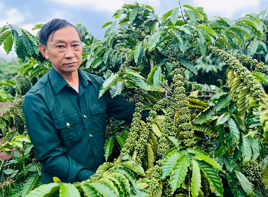 Thương binh Vũ Văn Hợi (xã Đak Krong, huyện Đak Đoa) bên vườn cà phê của gia đình. Ảnh: Đ.Y