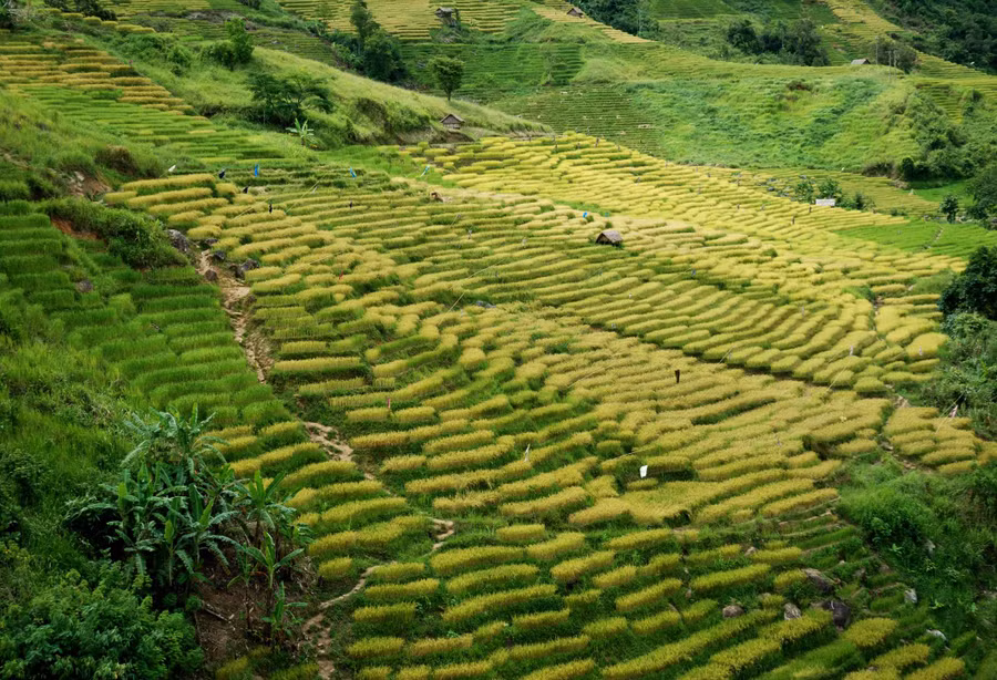 Màu vàng óng ả của những thửa ruộng trải dài như dòng thác đổ đẹp nao lòng.
