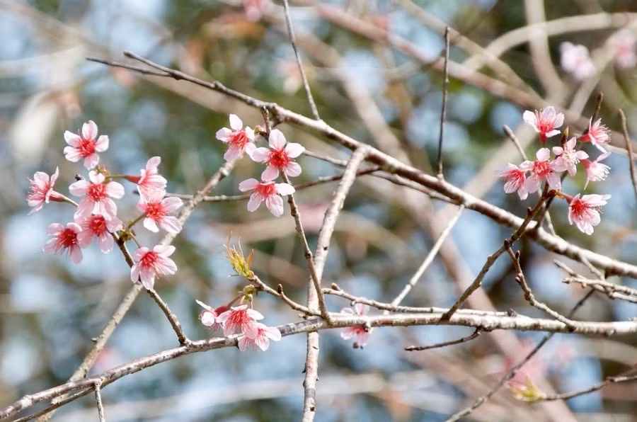 Những bông hoa đầu tiên nở tại Măng Đen. Ảnh: Thái Lâm. Những bông hoa đầu tiên nở tại Măng Đen. Ảnh: Thái Lâm.