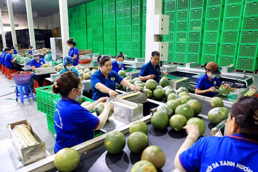 Dây chuyền đóng gói bưởi da xanh xuất khẩu tại Cơ sở Hương Miền Tây, ấp Phước Trung, xã Phước Mỹ Trung, huyện Mỏ Cày Bắc (tỉnh Bến Tre). (Ảnh: Hồng Đạt/TTXVN) Dây chuyền đóng gói bưởi da xanh xuất khẩu tại Cơ sở Hương Miền Tây, ấp Phước Trung, xã Phước Mỹ Trung, huyện Mỏ Cày Bắc (tỉnh Bến Tre). (Ảnh: Hồng Đạt/TTXVN)