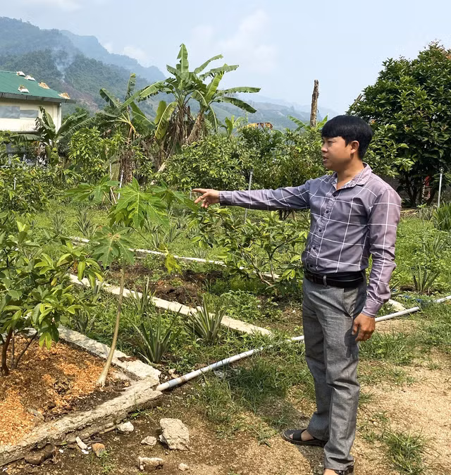 Vườn ổi nhà anh Vương được đầu tư hệ thống tưới nước tự động. Ảnh: Hải Phong Vườn ổi nhà anh Vương được đầu tư hệ thống tưới nước tự động. Ảnh: Hải Phong
