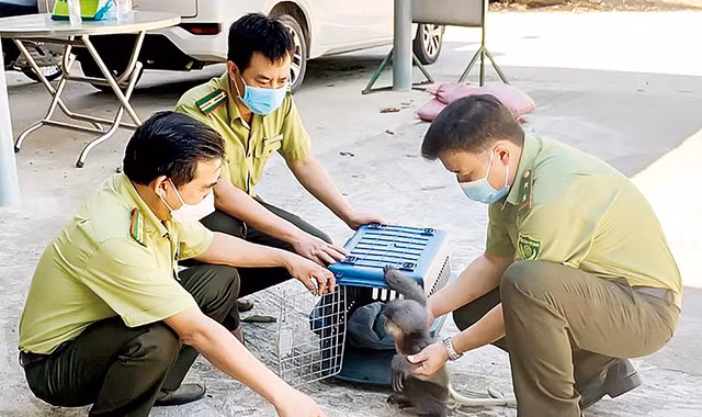 Kiểm lâm Quảng Ngãi cứu hộ con voọc chà vá chân xám. Ảnh: Phạm Anh