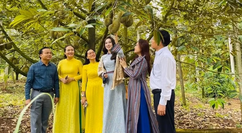 Theo lãnh đạo huyện Krông Pắc, nhân dân trên địa bàn mua số lượng lớn xe ô-tô như vậy là nhờ trúng sầu riêng. Theo lãnh đạo huyện Krông Pắc, nhân dân trên địa bàn mua số lượng lớn xe ô-tô như vậy là nhờ trúng sầu riêng.