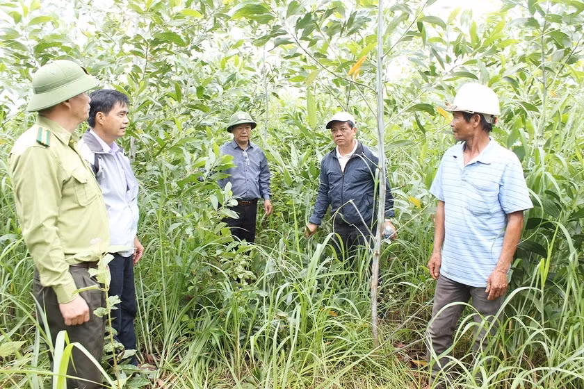 Đoàn giám sát của HĐND tỉnh và huyện Đức Cơ kiểm tra diện tích rừng trồng của người dân xã Ia Din. Ảnh: L.N Đoàn giám sát của HĐND tỉnh và huyện Đức Cơ kiểm tra diện tích rừng trồng của người dân xã Ia Din. Ảnh: L.N