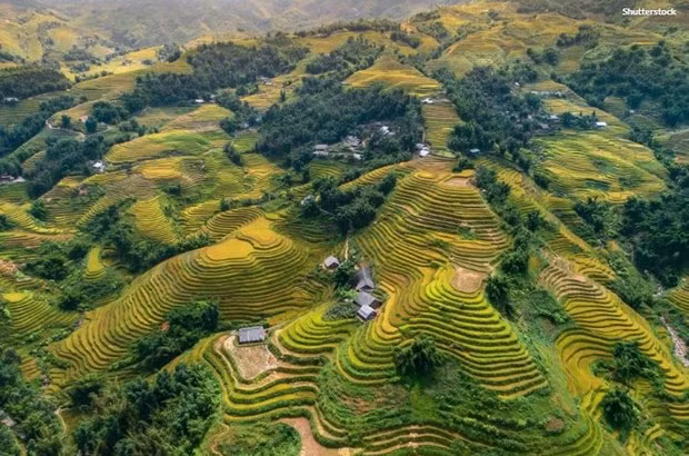 Ruộng bậc thang và cánh đồng lúa ở Thung lũng Mường Hoa, Sa Pa. (Nguồn: Shutterstock)