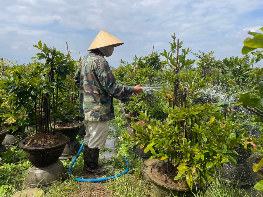 Ông Đặng Văn Hoàng chăm sóc vườn mai sau mưa lũ. Ảnh: THU DỊU Ông Đặng Văn Hoàng chăm sóc vườn mai sau mưa lũ. Ảnh: THU DỊU