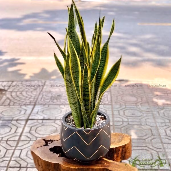 Cây lưỡi hổ.