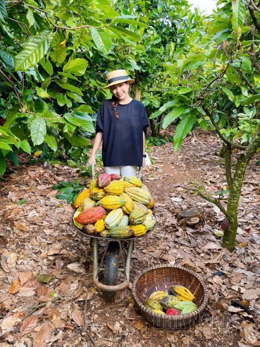 Du khách trải nghiệm thu hoạch ca cao tại vườn trồng ở Đắk Nông Du khách trải nghiệm thu hoạch ca cao tại vườn trồng ở Đắk Nông