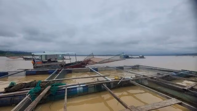 Có khoảng 25 tấn cá lăng tại 20 lồng bè của 4 hộ gia đình bị chết, thiệt hại khoảng 4,8 tỉ đồng. Ảnh: ĐỨC NHẬT