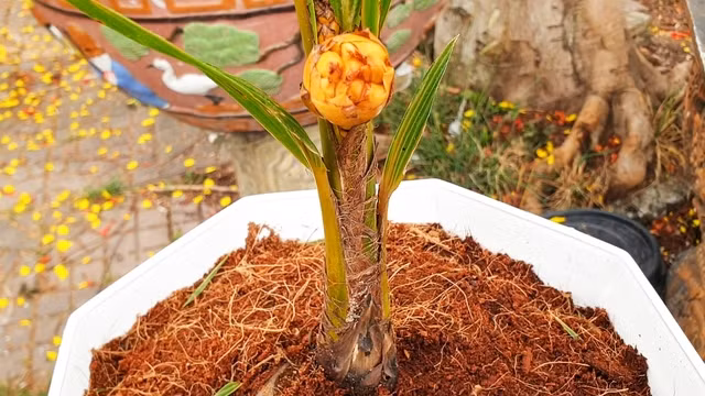 Cây dừa ra hoa, chuẩn bị cho trái khi mới 6 tháng tuổi và cao 40 cm. Ảnh: G.B
