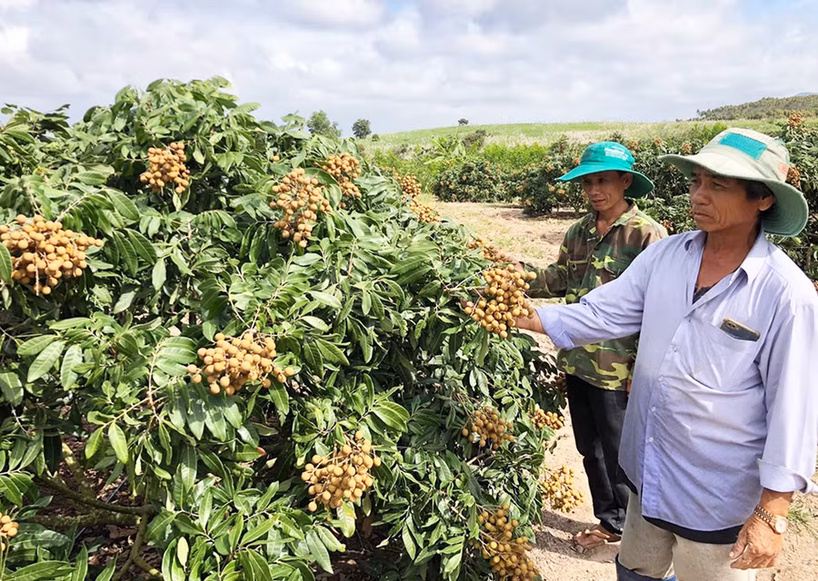 Vườn nhãn của gia đình ông Dương Văn Minh (bên phải) cho hiệu quả kinh tế cao. Ảnh: H.S Vườn nhãn của gia đình ông Dương Văn Minh (bên phải) cho hiệu quả kinh tế cao. Ảnh: H.S
