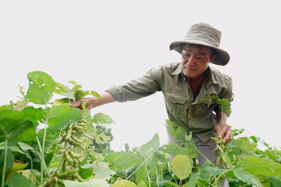 Năng suất đậu nành của nông dân ở huyện Cư Jut (Đăk Nông) đạt trên 3 tấn/ha. Ảnh: V. NAM