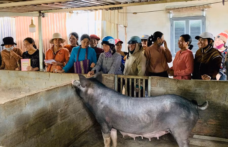 Người dân làng Tuơh Klah (xã Glar) học nghề nuôi và phòng bệnh cho heo. Ảnh: Đ.Y