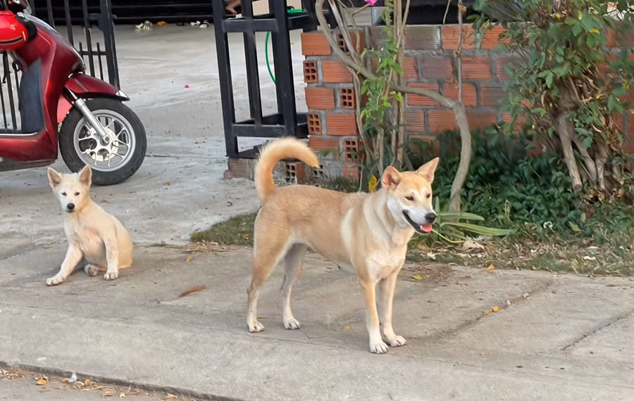 Tình trạng chó thả rông gây nhiều khó khăn cho công tác tiêm phòng cũng như tiềm ẩn nguy cơ bùng phát bệnh dại. Ảnh: Vũ Chi