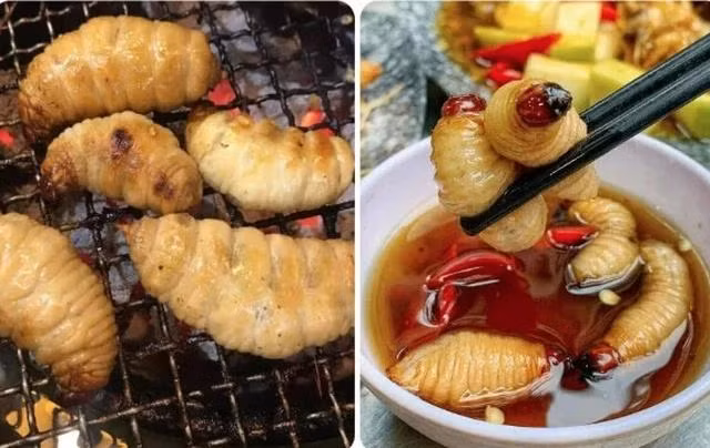 Con đuông dừa. Ảnh: PV