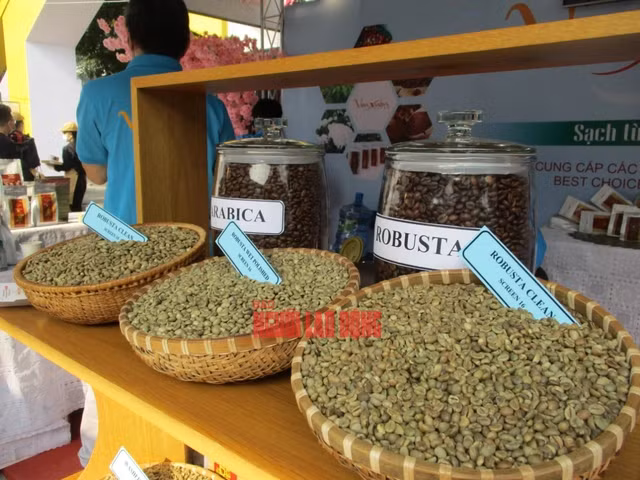 Cà phê Robusta đang thu hẹp khoảng cách với cà phê Arabica. Cà phê Robusta đang thu hẹp khoảng cách với cà phê Arabica.