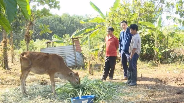 Người dân nhận định những con bò này phải nuôi hơn 2 năm nữa mới có thể sinh sản. Ảnh: TRANG ANH Người dân nhận định những con bò này phải nuôi hơn 2 năm nữa mới có thể sinh sản. Ảnh: TRANG ANH