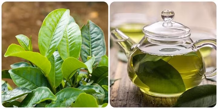 Uống nước chè tươi đúng cách cơ thể nhận được nhiều lợi ích đối với sức khỏe.