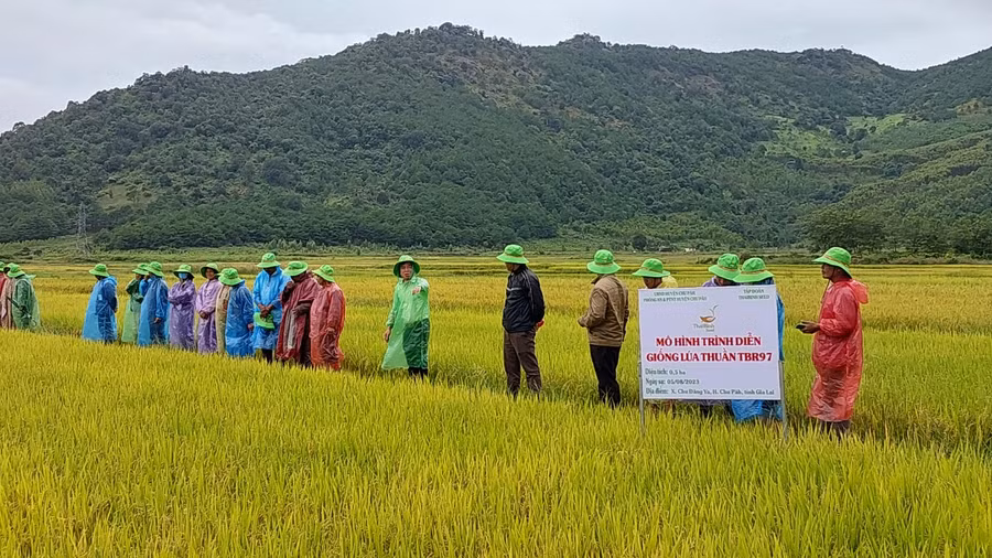 Mô hình trình diễn giống lúa TBR97 tại xã Chư Đang Ya (huyện Chư Păh) trong vụ mùa 2023. Ảnh: Vĩnh Hoàng Mô hình trình diễn giống lúa TBR97 tại xã Chư Đang Ya (huyện Chư Păh) trong vụ mùa 2023. Ảnh: Vĩnh Hoàng