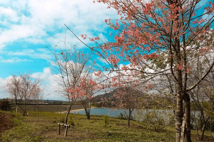 Cùng với anh đào Nhật, thì ở đường bờ hồ thủy điện Vĩnh Sơn có thêm sắc hồng của mai anh đào Đà Lạt. Ảnh: THU DỊU