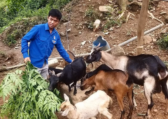 Đàn dê của anh Moong Bá Nghĩa. Ảnh K.HOAN
