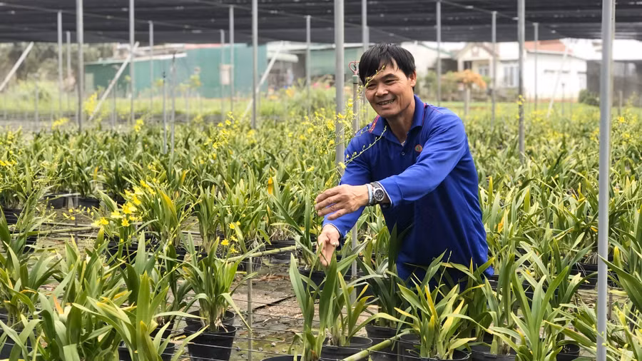 Lan vũ nữ tại Thảo Hoàng Farm được trồng trên đá Lan vũ nữ tại Thảo Hoàng Farm được trồng trên đá