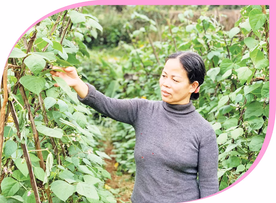 Bà Trần Thị Lanh chăm sóc vườn rau xanh của gia đình. Ảnh: A.H