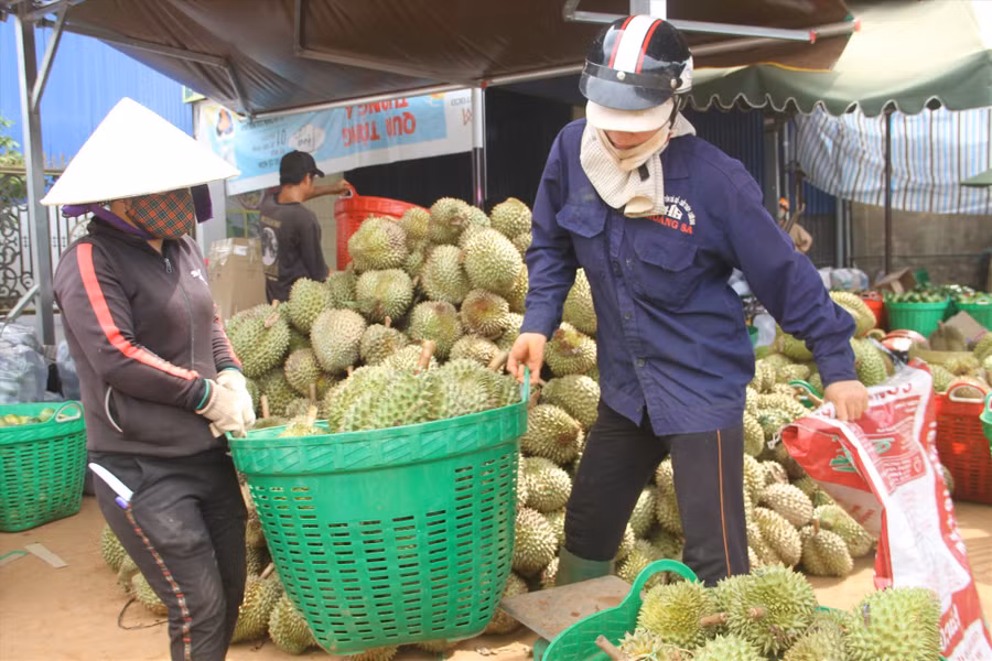 Thu hoạch sầu riêng ở tỉnh Đắk Lắk. Ảnh: Tiến Thoại Thu hoạch sầu riêng ở tỉnh Đắk Lắk. Ảnh: Tiến Thoại