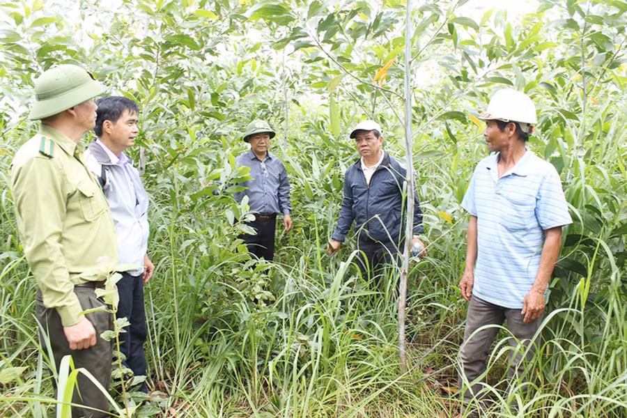 Đoàn giám sát HĐND tỉnh và huyện Đức Cơ kiểm tra diện tích rừng trồng của người dân xã Ia Din. Ảnh: Lê Nam