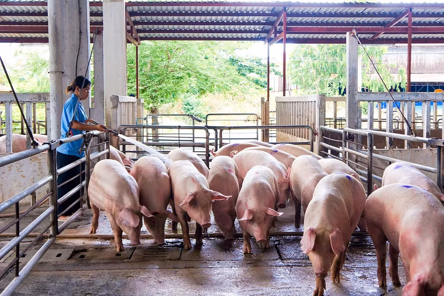 Giá heo hơi tăng lên mức cao nhất 67.000 đồng/kg trong hôm nay 17-9 (ảnh nguồn Vissan) Giá heo hơi tăng lên mức cao nhất 67.000 đồng/kg trong hôm nay 17-9 (ảnh nguồn Vissan)