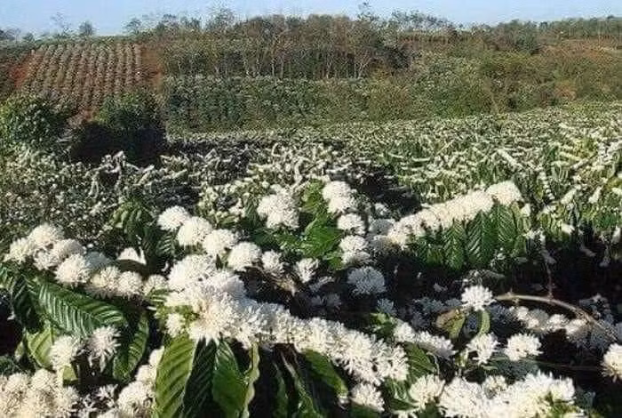 Những đồi hoa cà phê bung trắng xóa. Ảnh: LK. Những đồi hoa cà phê bung trắng xóa. Ảnh: LK.