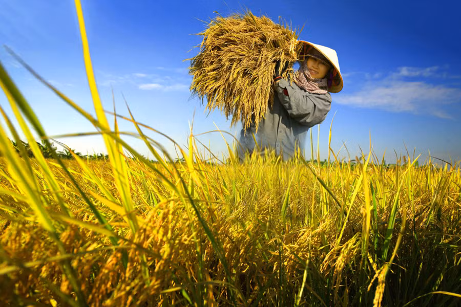 Những giọt mồ hôi trên khuôn mặt rám nắng của người nông dân rơi xuống cánh đồng bỏng cháy để làm ra hạt gạo trắng tinh (ảnh nguồn internet) Những giọt mồ hôi trên khuôn mặt rám nắng của người nông dân rơi xuống cánh đồng bỏng cháy để làm ra hạt gạo trắng tinh (ảnh nguồn internet)