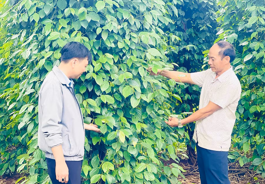 Gia đình ông Lê Hùng Huấn (thôn An Điền, xã Ia Blang, huyện Chư Sê) tiên phong trồng hồ tiêu theo tiêu chuẩn VietGAP. Ảnh: Mai Ka